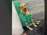"Perrito de la gas" cautiva en TikTok por su trabajo como despachador en una gasolinera