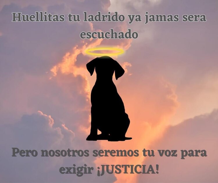 Huellitas era un perrito querido por la comunidad estudiantil de Huauchinango.