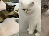 Autoridades de China mataron a 3 gatos por tener COVID-19