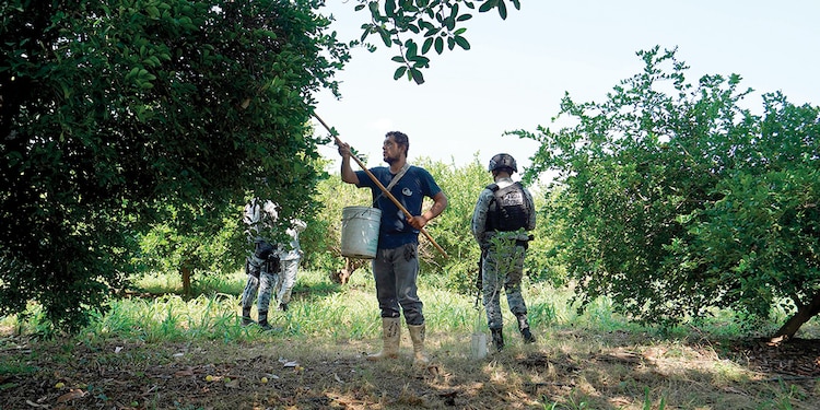 Operativo contra la extorsión a limoneros en Michoacán, el pasado 29 de julio.