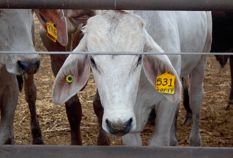 Por gusano barrenador se abre nuevo frente entre México y EU.