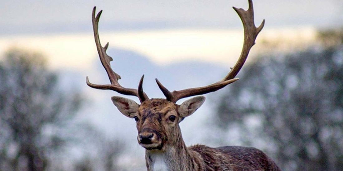 El ciervo arrolló con su cornamenta al cazador