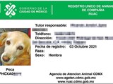 Así luce la hoja de registro de un animal de compañía en la CDMX.
