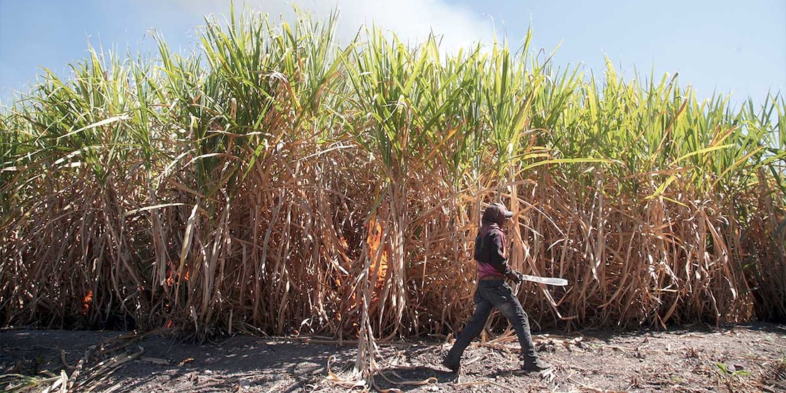 La sequía redujo la zafra a 5.22 toneladas en el ciclo 2022-2023, desde 6.1 millones de toneladas en el anterior.