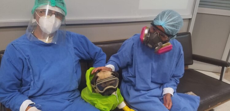 El perrito Harley brinda apoyo al personal de salud en áreas COVID-19