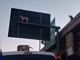 Un perrito queda atrapado a más de 10 metros de altura en la parte de atrás de una señalética vial en la capital de San Luis Potosí