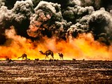 Camellos en campos de petróleo en llamas, Kuwait, 1991.