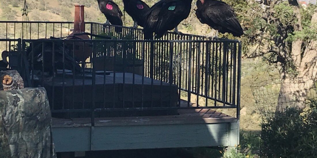 Cóndores gigantes en California