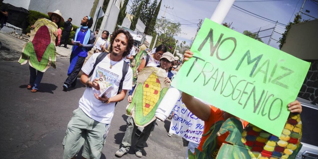 México pierde disputa con Estados Unidos por maíz transgénico.