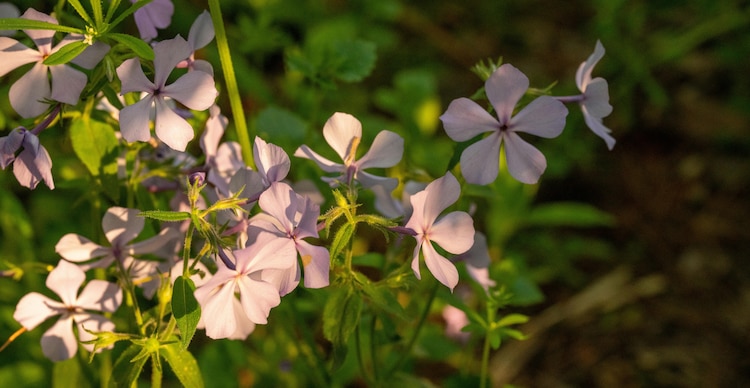 Phlox