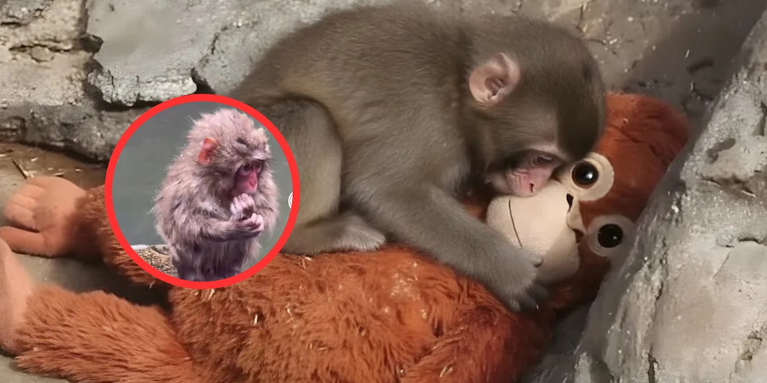 Punch busca su peluche perdido