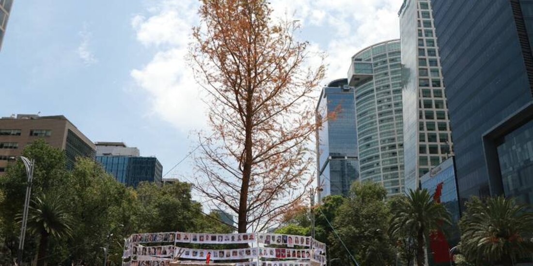 Sheinbaum afirma que no fue apresurado plantar el ahuehuete de Reforma