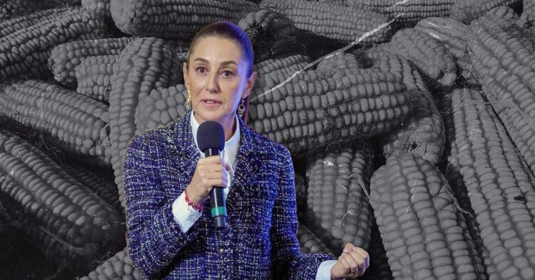 Claudia Sheinbaum se pronunció sobre resolución del Panel del TMEC sobre maíz transgénico.