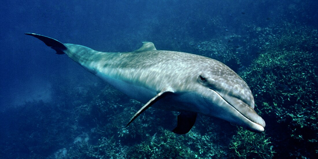 Los delfines son entrenados en Rusia.