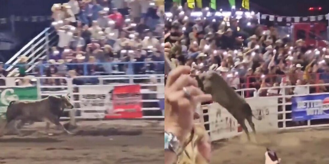 Toro de rodeo sorprende al público al saltar valla.
