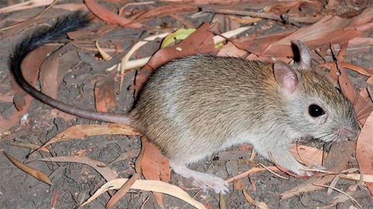 Hantavirus