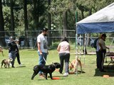 La Brigada de Vigilancia Animal brinda varios servicios de cuidado para perritos.