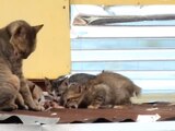 Gatita alimenta a sus bebés gatitos con pescado que le regalaron