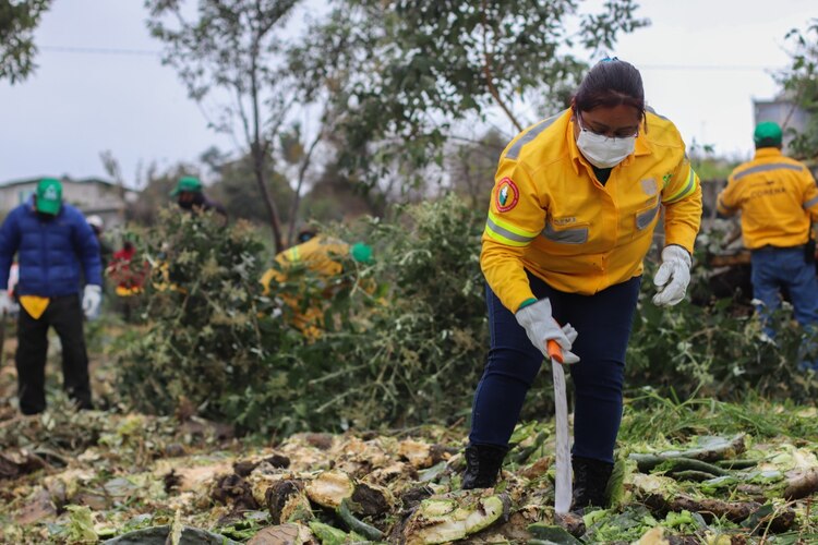 El retiro de las plantas enfermas ayuda a tener un medio ambiente sano.