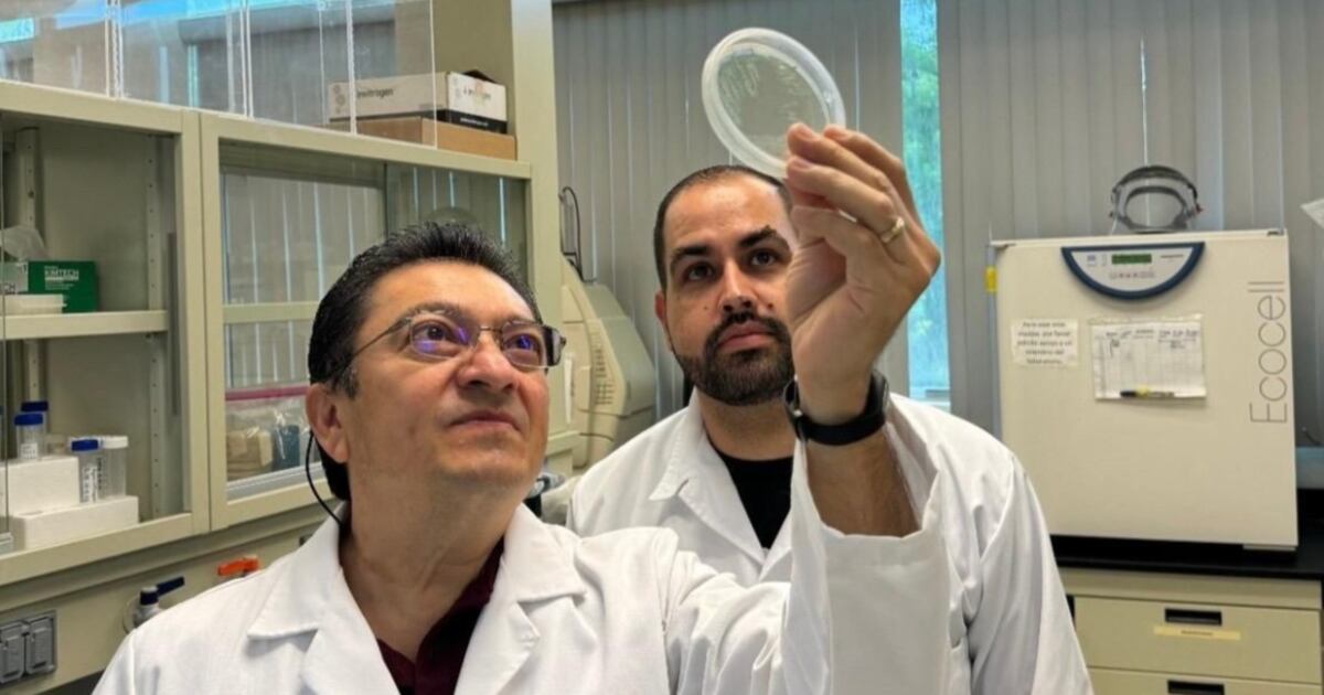Con bacterias, IPN desarrolla combate a hongos en cultivos de maíz - La Razón de México