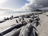 Mueren más de 400 ballenas tras quedar varadas en playas de Nueva Zelanda.