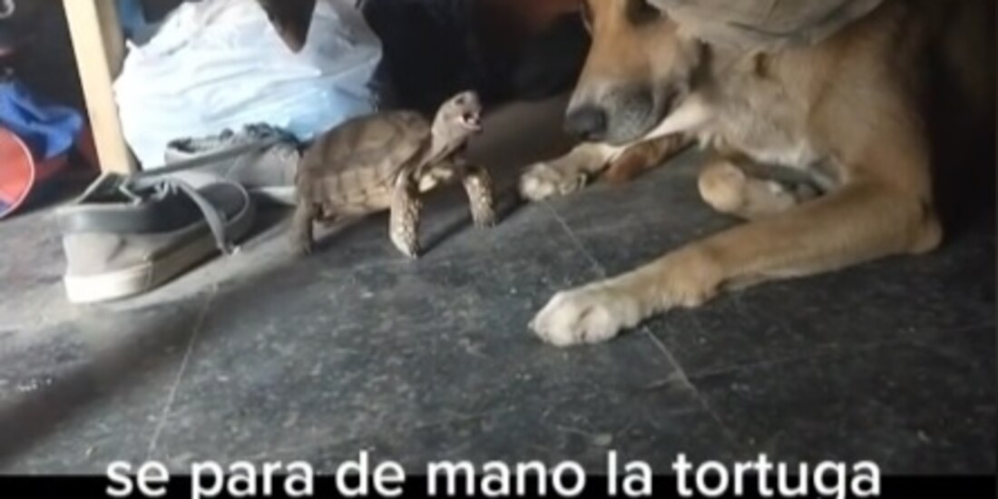 Esta es posiblemente la tortuga más valiente que verás, ¿Qué opinas de su pelea con el perro?