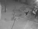 ¡Héroe! Gato se enfrenta a feroces coyotes para proteger a su dueña (VIDEO)