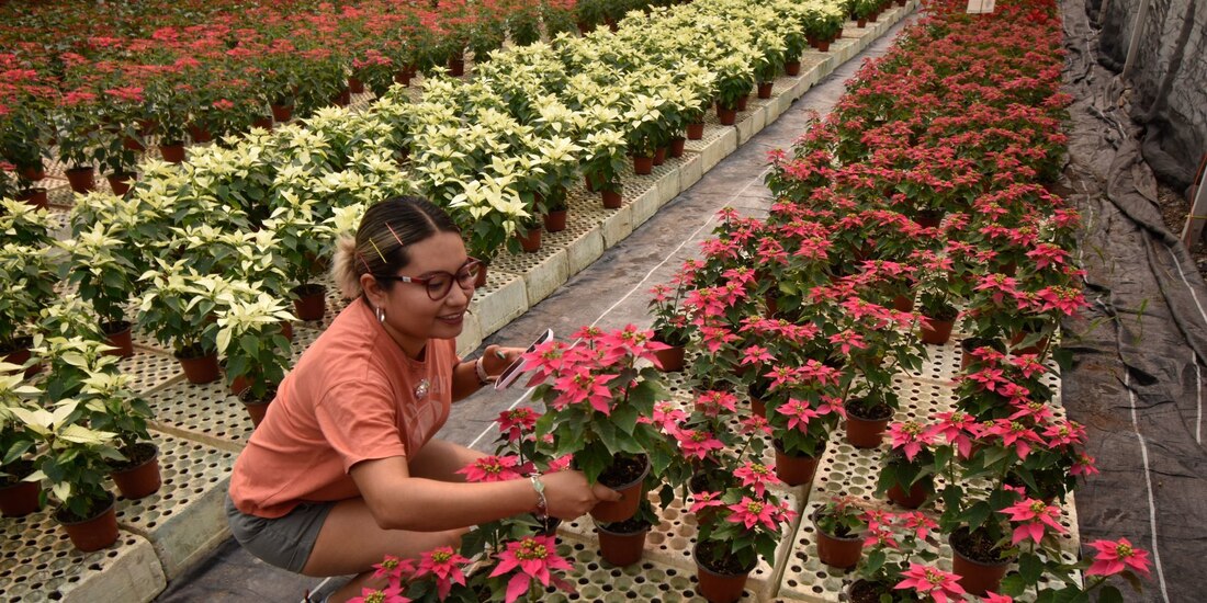 Estos son los mejores lugares para comprar Flor de Nochebuena y que sí sea mexicana