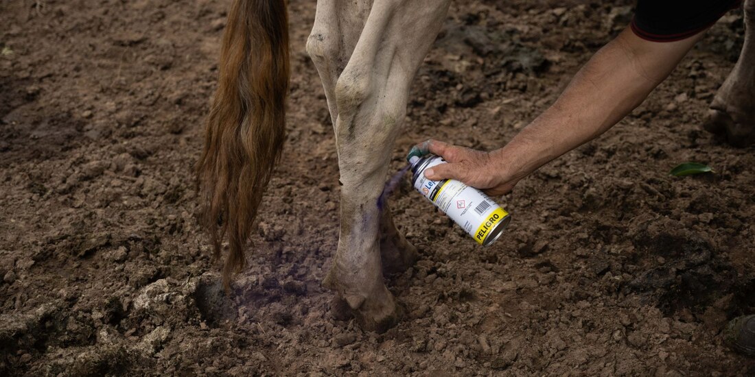 Una fotografía ilustrativa del tratamiento a un animal infectado por el gusano barrenador.