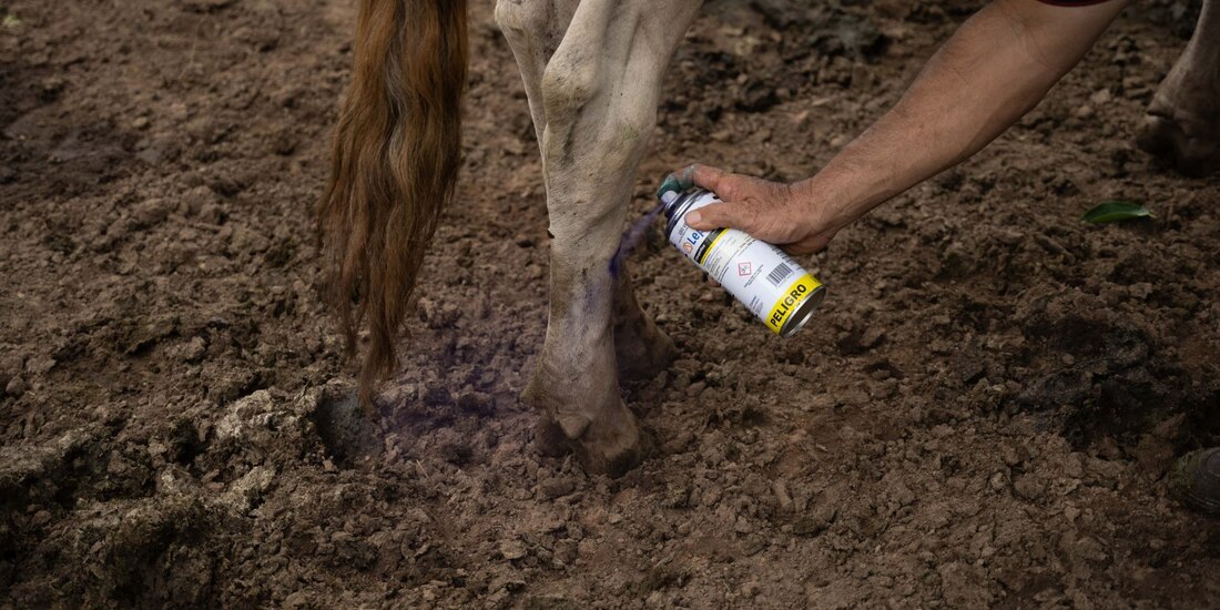 Barrenador: en un mes casos aumentan 32%