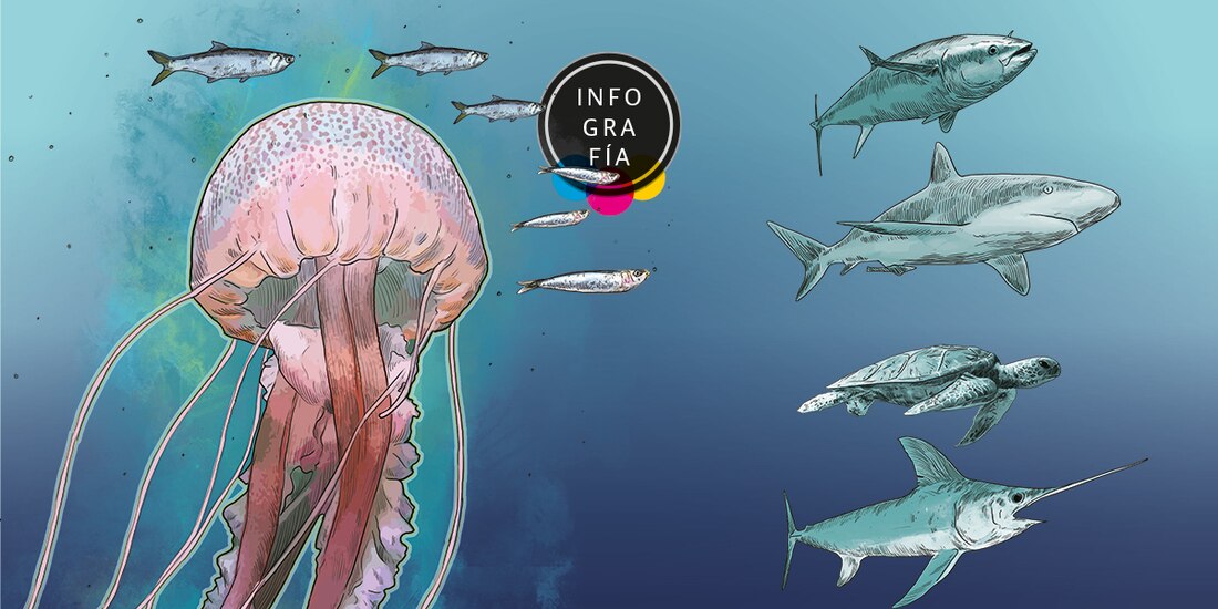 Medusas del Mediterráneo están acabando con sardinas y anchoas