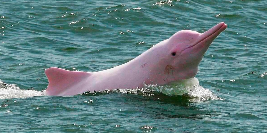 Delfines rosados