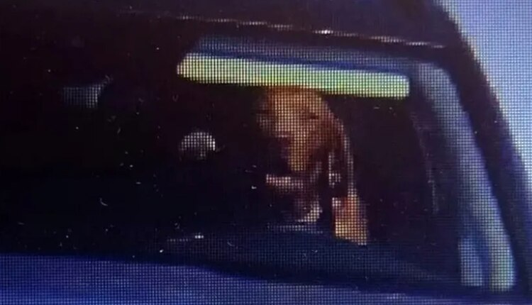 El perrito hasta sonrió para la foto.