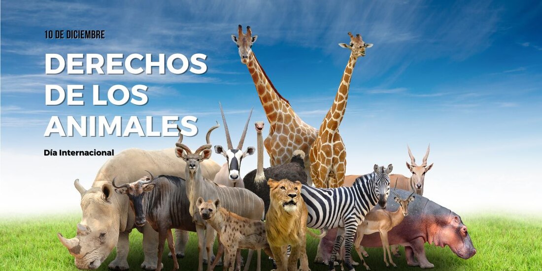 Te contamos por qué se conmemora el Día Internacional de los Derechos de los Animales el 10 de diciembre.