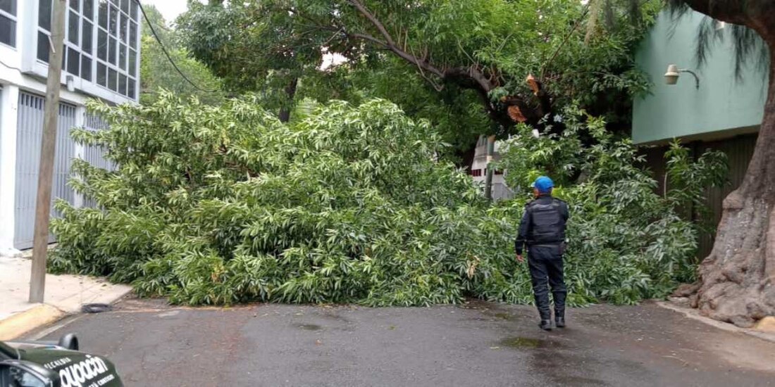 "Buscaremos seguir con reforestación en Coyoacán", asegura Giovani Gutiérrez.
