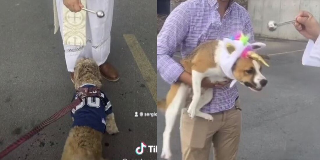 Mamá manda a su hijo a bendecir a los perritos a la iglesia