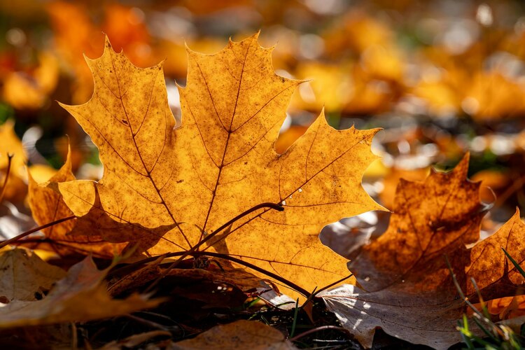 Otoño es característico con sus hojas crujiendo.