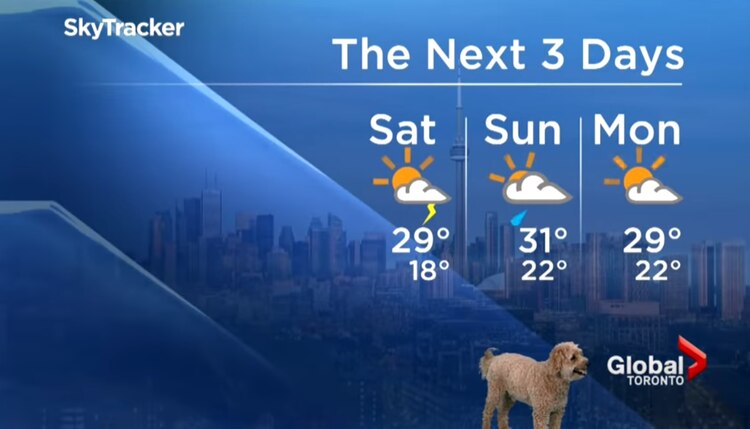 El presentador no pudo contener la risa al ver a su perro en pantalla