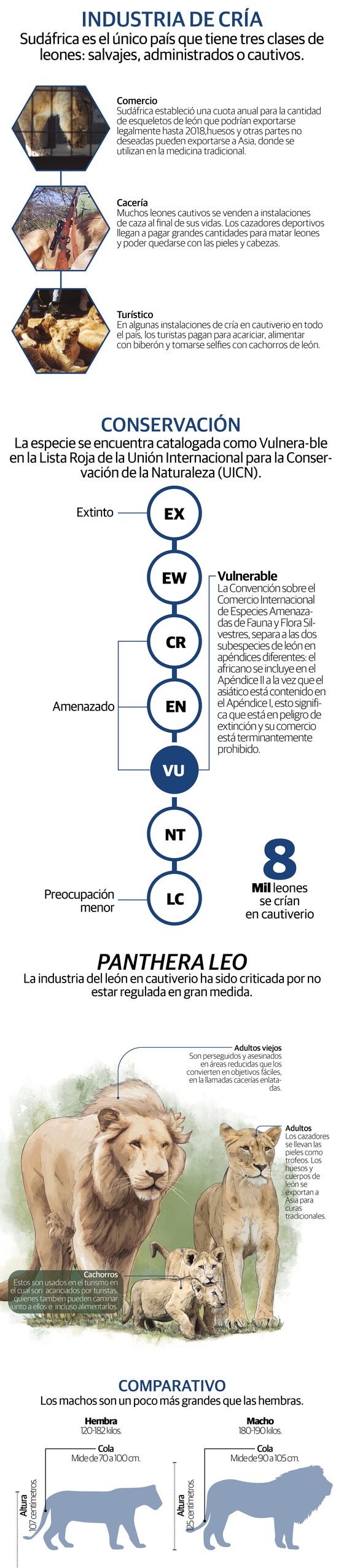 Sudáfrica pone fin a la controvertida industria del león cautivo