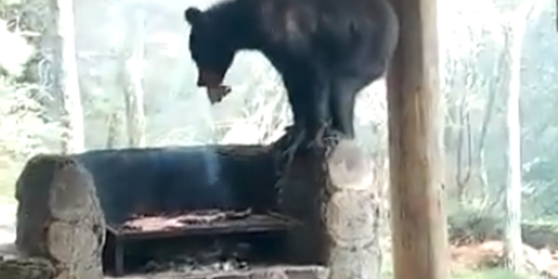 Oso irrumpe en carne asada