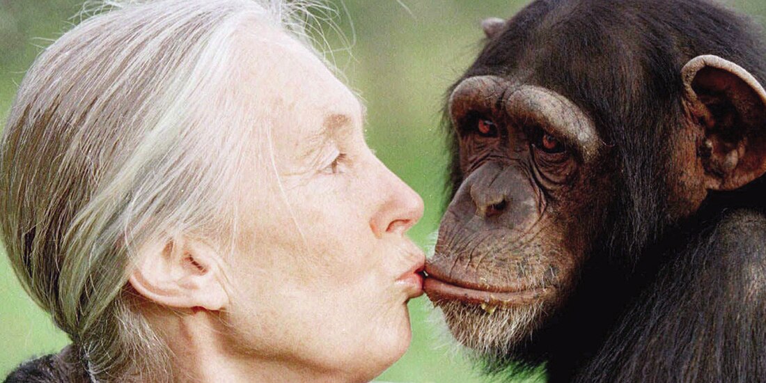 Jane Goodall besa al chimpancé Tess, en un santuario de Kenia, en 1997.