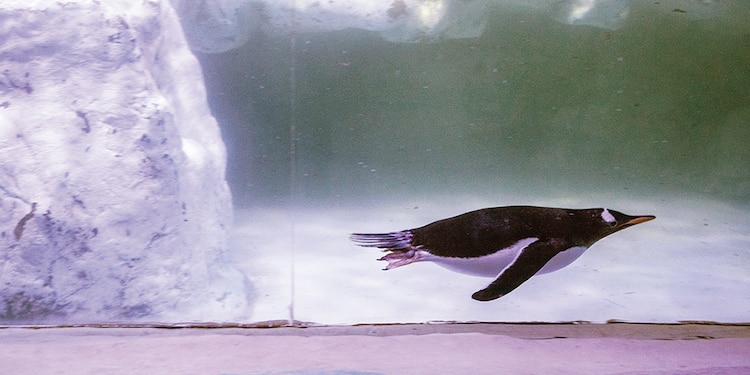 EL ACUARIO Inbursa es una excelente opción para visitar este día.