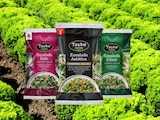 Descarta presencia de Cyclospora en lechugas de Taylor Farms