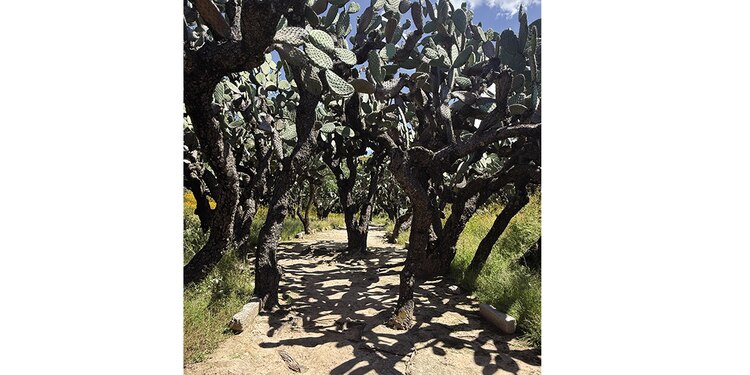 Ocampo, la voz del pasado