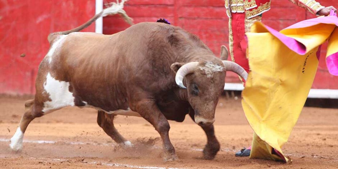 Diputada plantea cárcel para quienes organicen o asistan a corridas de toros