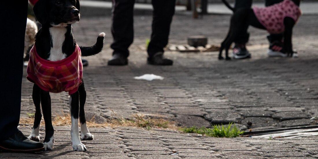 Aprueban exhorto a favor de los animales de compañía.