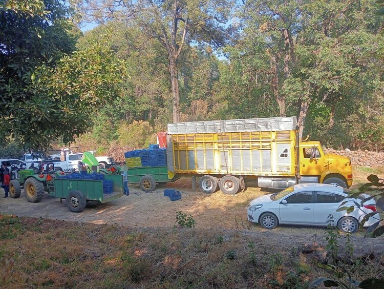 Guardias Civil y Nacional recuperan 160 cajas de aguacate robadas en Salvador Escalante.
