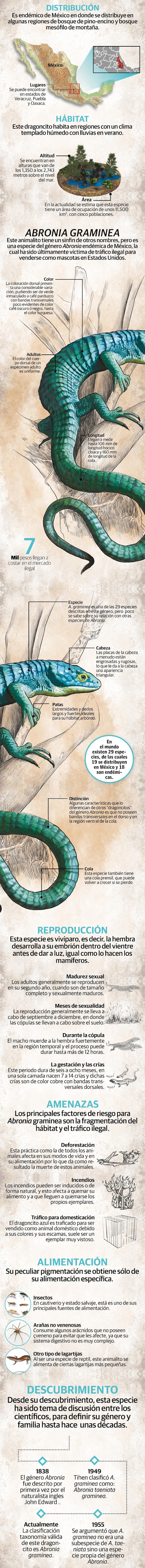 Perseguido por su belleza: el dragoncito azul mexicano está en riesgo de extinción