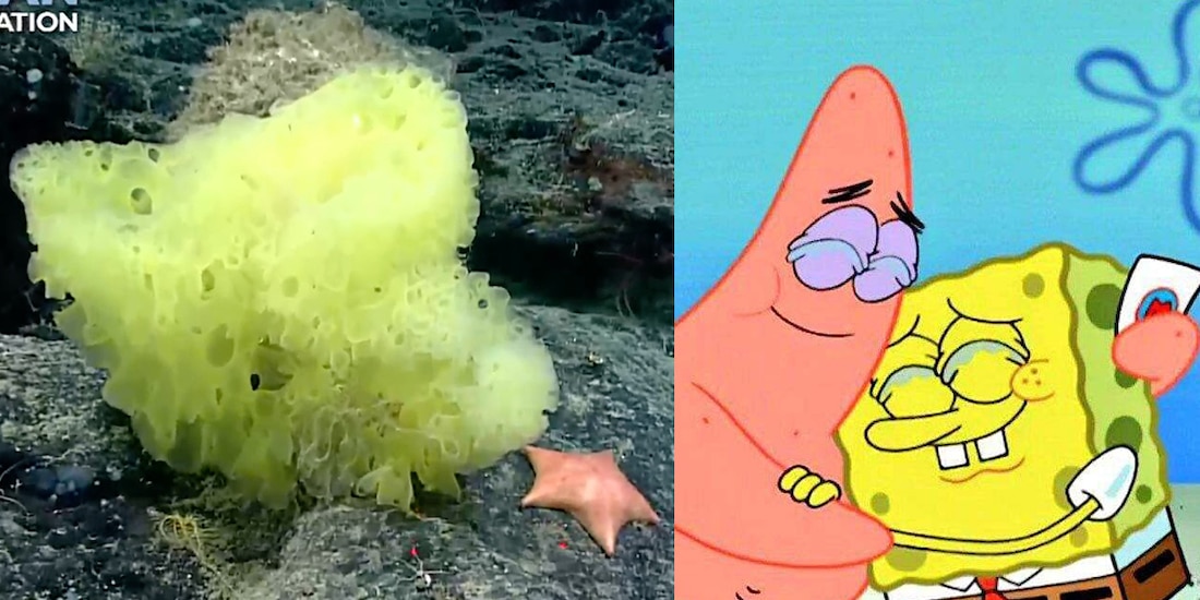 Científicos descubren a Bob Esponja y Patricio Estrella en la vida real.