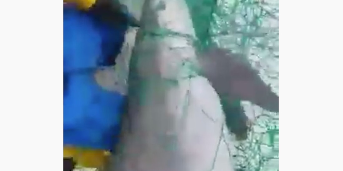 Imagen temática sobre el tema de la vaquita marina.